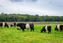 Herenboeren Goedetijd Alphen