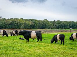 Herenboeren Goedetijd Alphen
