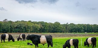 Herenboeren Goedetijd Alphen